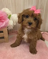 Maya, a female Cavapoo for sale in Ozark, MO – 4 of 7