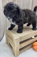 Dusty, a male Papillon for sale in Ozark, MO – 2 of 5