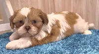 Dillan, a male Shih Tzu for sale in Ozark, MO – 4 of 10