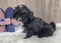 CHARLIE , a male Papillon and Poodle - Toy  for sale in Ozark, MO – 4 of 5