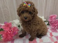 Gracie, a female Poodle - Toy  for sale in Ozark, MO – 4 of 6