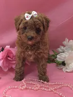 Gertrude , a female Poodle - Toy  for sale in Ozark, MO – 2 of 7