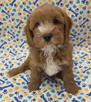 CHARLIE , a male Cavapoo for sale in Ozark, MO – 4 of 6