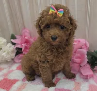 Gracie, a female Poodle - Toy  for sale in Ozark, MO – 3 of 6