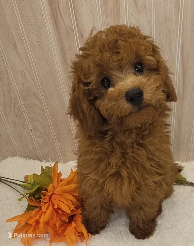 Rocky  – Poodle - Toy  puppy for sale in Ozark, MO