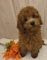 Rocky , a male Poodle - Toy  for sale in Ozark, MO – 1 of 6