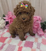 Gracie, a female Poodle - Toy  for sale in Ozark, MO – 5 of 6