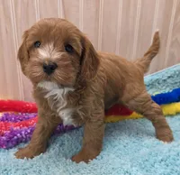 Freddy , a male Cavapoo for sale in Ozark, MO – 4 of 6