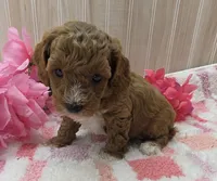 Daisy, a female Cavapoo for sale in Ozark, MO – 5 of 6