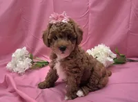 BELLA , a female Poodle - Miniature  for sale in Ozark, MO – 3 of 7