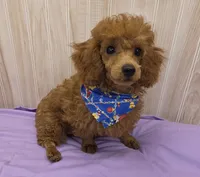 Jack, a male Poodle - Toy  for sale in Ozark, MO – 4 of 5