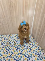 CHARLIE , a male Cavapoo for sale in Ozark, MO – 6 of 7