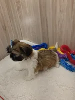 CHARLIE , a male Shih Tzu for sale in Ozark, MO – Photo 4 of 6