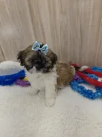 CHARLIE , a male Shih Tzu for sale in Ozark, MO – Photo 1 of 6