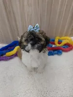 CHARLIE , a male Shih Tzu for sale in Ozark, MO – Photo 3 of 6