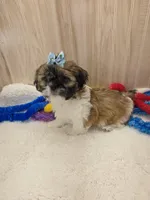 CHARLIE , a male Shih Tzu for sale in Ozark, MO – Photo 5 of 6