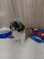 CHARLIE , a male Shih Tzu for sale in Ozark, MO – Photo 2 of 6