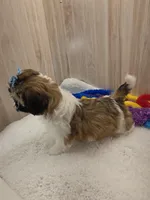 CHARLIE , a male Shih Tzu for sale in Ozark, MO – Photo 6 of 6