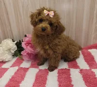 Patsy, a female Poodle - Toy  for sale in Ozark, MO – 4 of 7