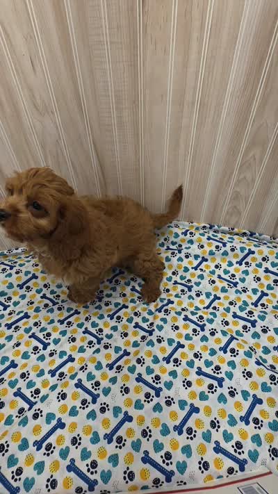 CHARLIE , a male Cavapoo for sale in Ozark, MO – 7 of 7