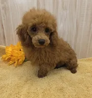 Jack, a male Poodle - Toy  for sale in Ozark, MO – 1 of 10