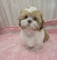Molly , a female Shih Tzu for sale in Ozark, MO – 3 of 9