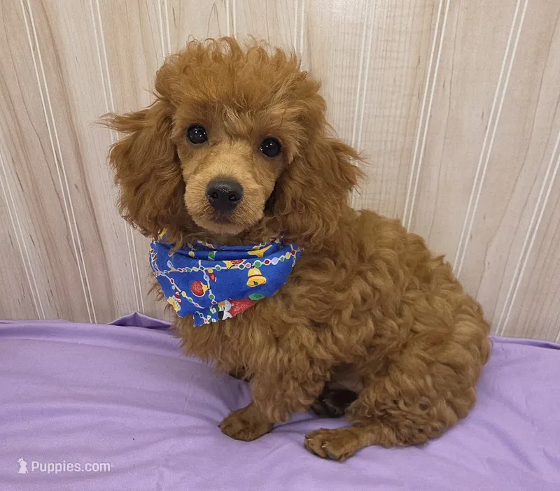 Jack – Poodle - Toy  puppy for sale in Ozark, MO