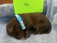 Alfie, a male Labrador Retriever for sale in Ward, AR – 7 of 10