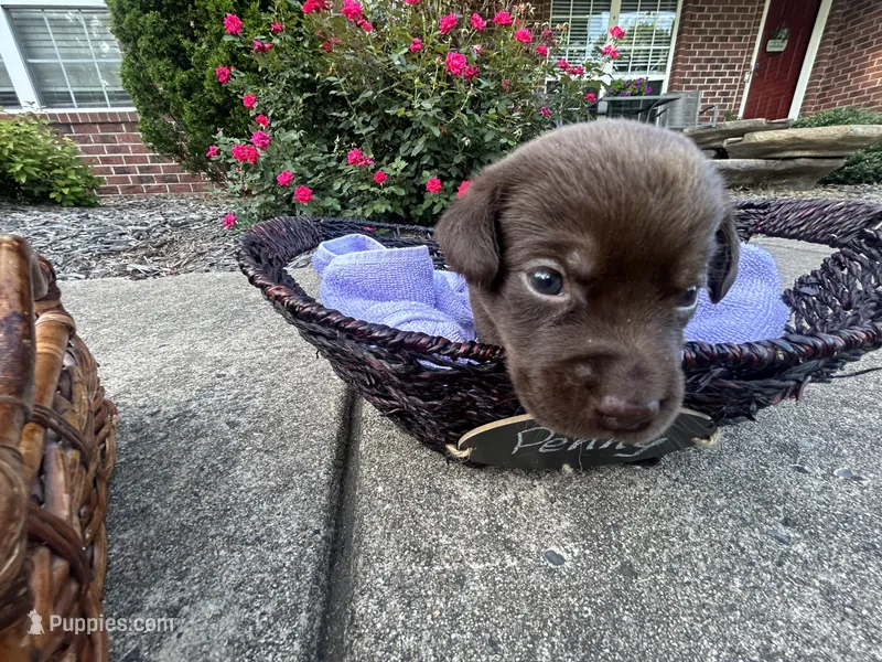Penny – Labrador Retriever puppy for sale in Ward, AR