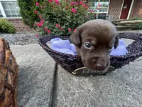 Penny, a female Labrador Retriever for sale in Ward, AR – 1 of 10