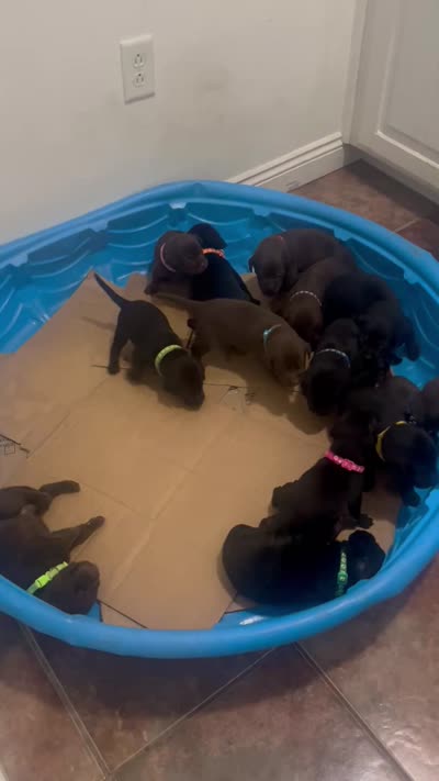 Smokey, a male Labrador Retriever for sale in Ward, AR – 8 of 10