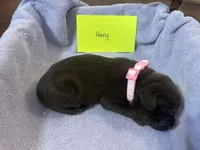 Penny, a female Labrador Retriever for sale in Ward, AR – 5 of 10