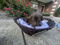 Mocha, a female Labrador Retriever for sale in Ward, AR – 5 of 10