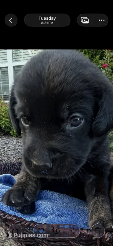 Ash – Labrador Retriever puppy for sale in Ward, AR