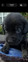 Ash, a male Labrador Retriever for sale in Ward, AR – 1 of 9