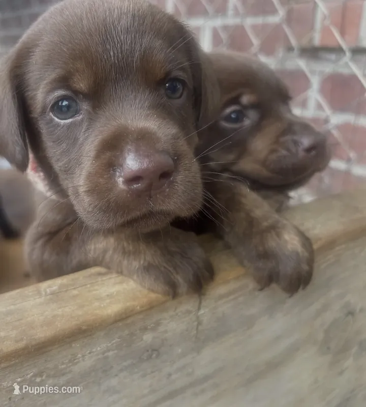 Penny – Labrador Retriever puppy for sale in Ward, AR