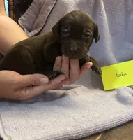 Mocha, a female Labrador Retriever for sale in Ward, AR – 7 of 10