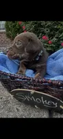 Smokey, a male Labrador Retriever for sale in Ward, AR – 5 of 10