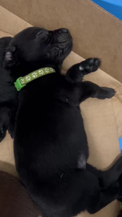 Alfie, a male Labrador Retriever for sale in Ward, AR – 10 of 10