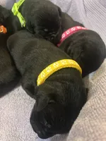 Poppy, a female Labrador Retriever for sale in Ward, AR – 7 of 10