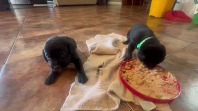 Ash, a male Labrador Retriever for sale in Ward, AR – 9 of 9