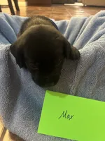 Max, a male Labrador Retriever for sale in Ward, AR – 4 of 10