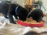 Max, a male Labrador Retriever for sale in Ward, AR – 3 of 10