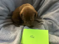 Alfie, a male Labrador Retriever for sale in Ward, AR – 6 of 10