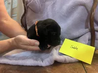 Sable, a female Labrador Retriever for sale in Ward, AR – 6 of 10
