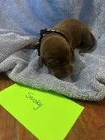Smokey, a male Labrador Retriever for sale in Ward, AR – 7 of 10