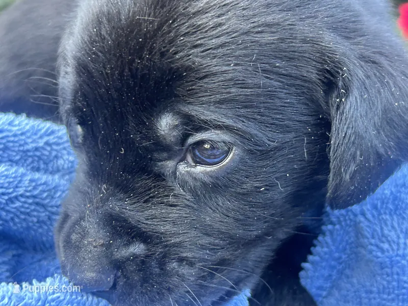 Max – Labrador Retriever puppy for sale in Ward, AR