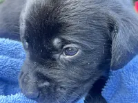 Max, a male Labrador Retriever for sale in Ward, AR – 1 of 10