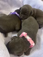 Penny, a female Labrador Retriever for sale in Ward, AR – 8 of 10