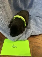 Ash, a male Labrador Retriever for sale in Ward, AR – 4 of 9